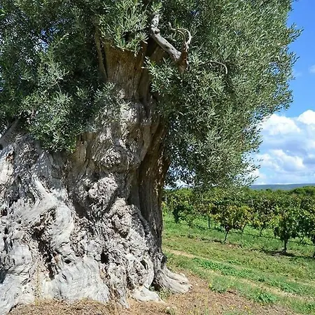 Trulli Bbalberobello Com *